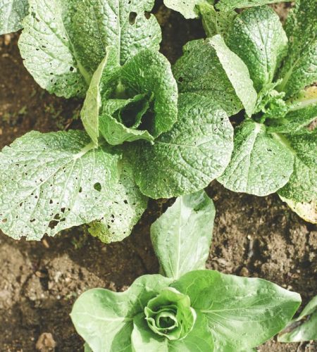 farming03-free-img-1-1-1-1-1-1-1-1-1-1-1-1-1-1-1-1-1-1-1-1-1-1-1-1-1-1-1-1-1-1-1.jpg